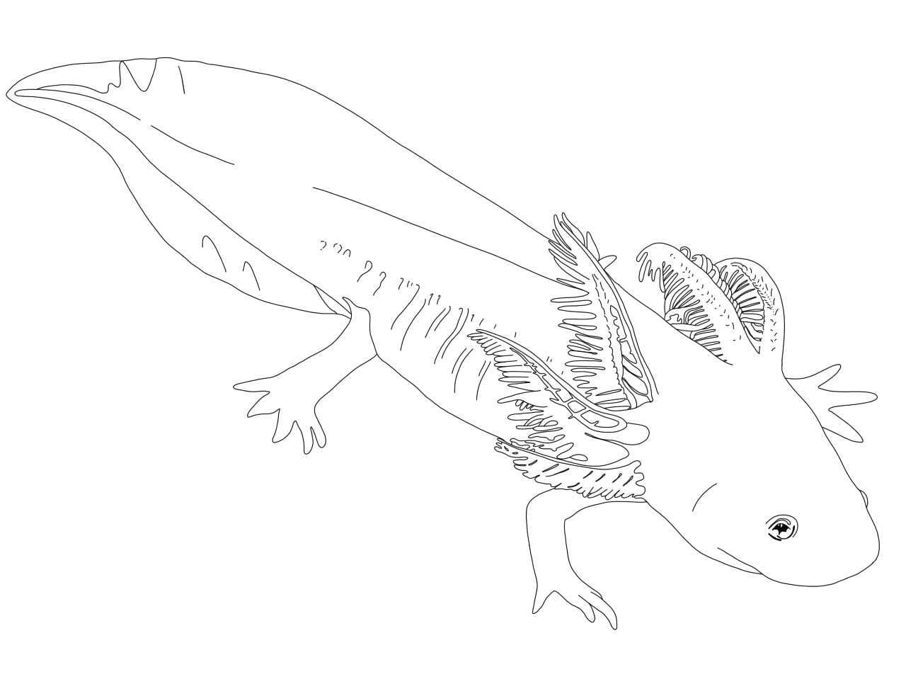 Raskrasil.com-Axolotl-Coloring-Pages-58