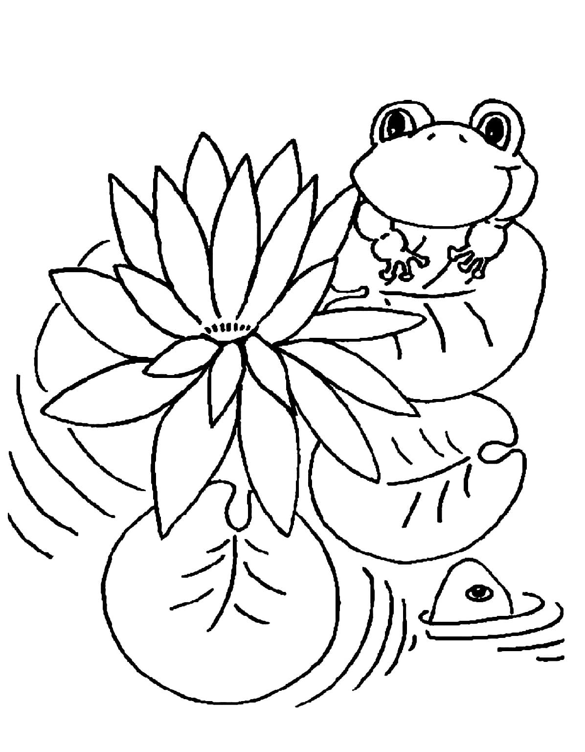 Raskrasil.com-Frog-Coloring-Pages-13
