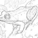 Raskrasil.com-Frog-Coloring-Pages-17