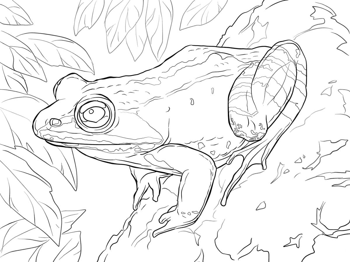 Raskrasil.com-Frog-Coloring-Pages-17