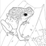 Raskrasil.com-Frog-Coloring-Pages-20