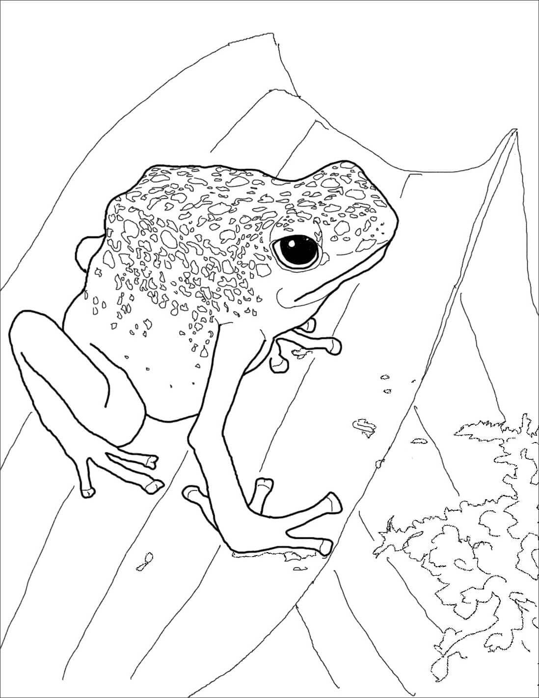 Raskrasil.com-Frog-Coloring-Pages-20