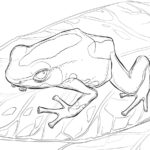 Raskrasil.com-Frog-Coloring-Pages-22