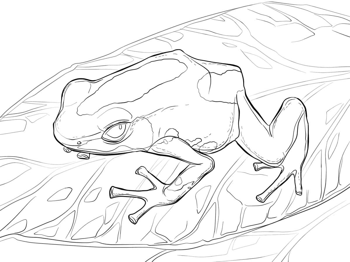 Raskrasil.com-Frog-Coloring-Pages-22