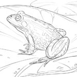 Raskrasil.com-Frog-Coloring-Pages-24