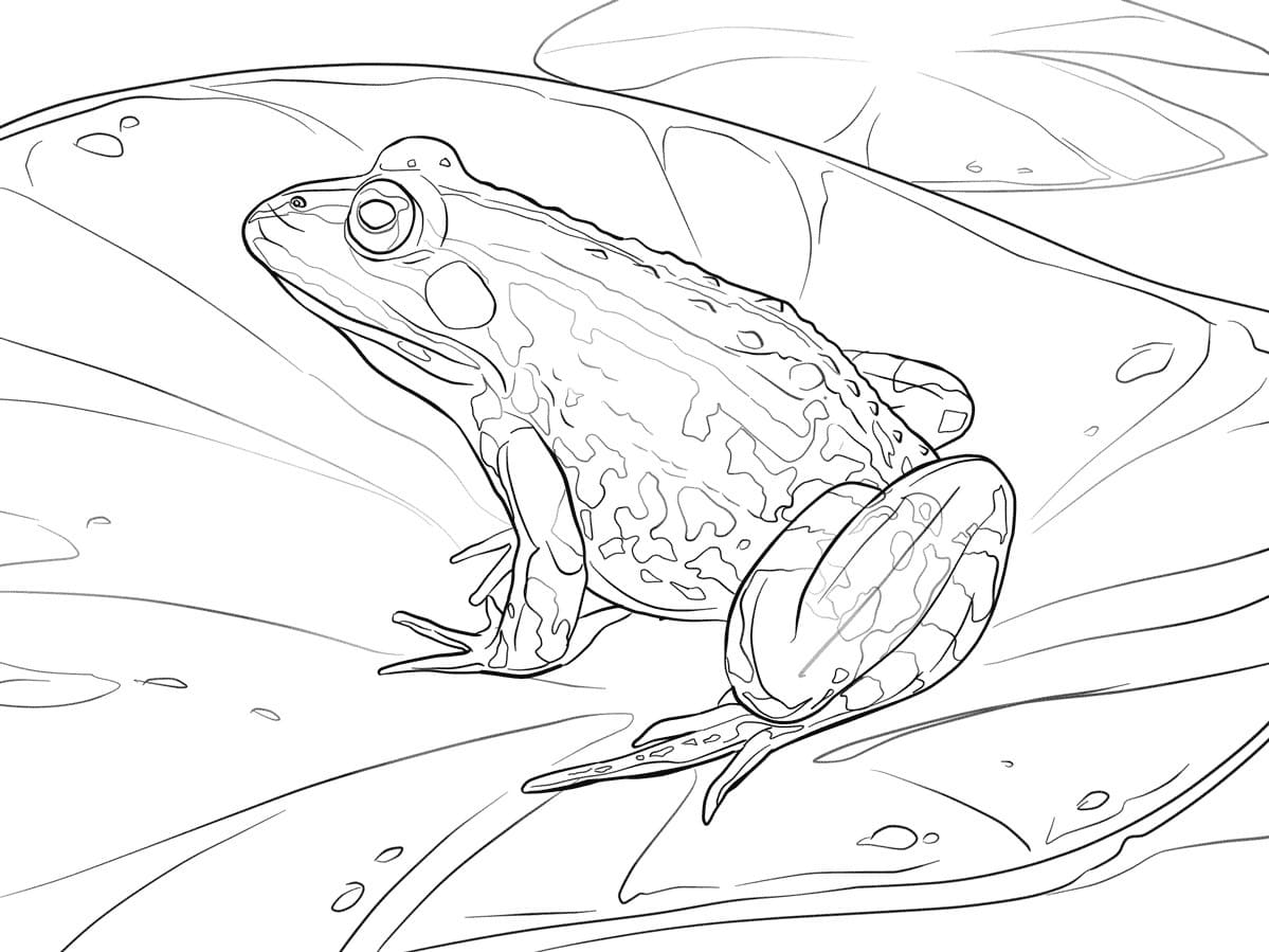 Raskrasil.com-Frog-Coloring-Pages-24