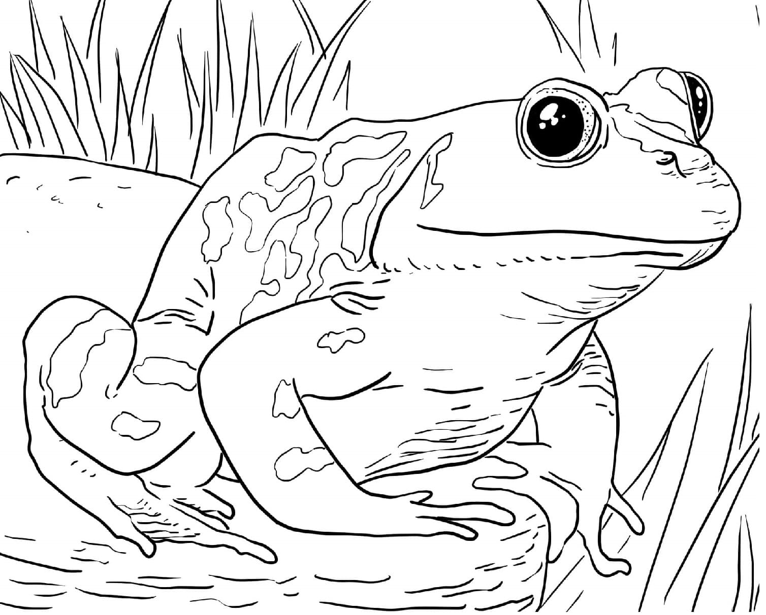 Raskrasil.com-Frog-Coloring-Pages-3
