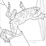 Raskrasil.com-Frog-Coloring-Pages-39