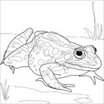 Raskrasil.com-Frog-Coloring-Pages-46