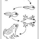 Raskrasil.com-Frog-Coloring-Pages-47