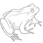 Raskrasil.com-Frog-Coloring-Pages-48