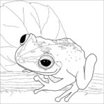 Raskrasil.com-Frog-Coloring-Pages-51