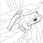 Raskrasil.com-Frog-Coloring-Pages-63