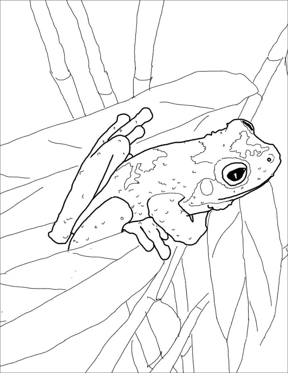 Raskrasil.com-Frog-Coloring-Pages-63