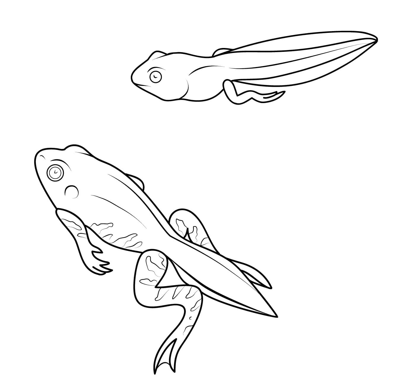 Raskrasil.com-Frog-Coloring-Pages-71