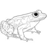 Raskrasil.com-Frog-Coloring-Pages-77