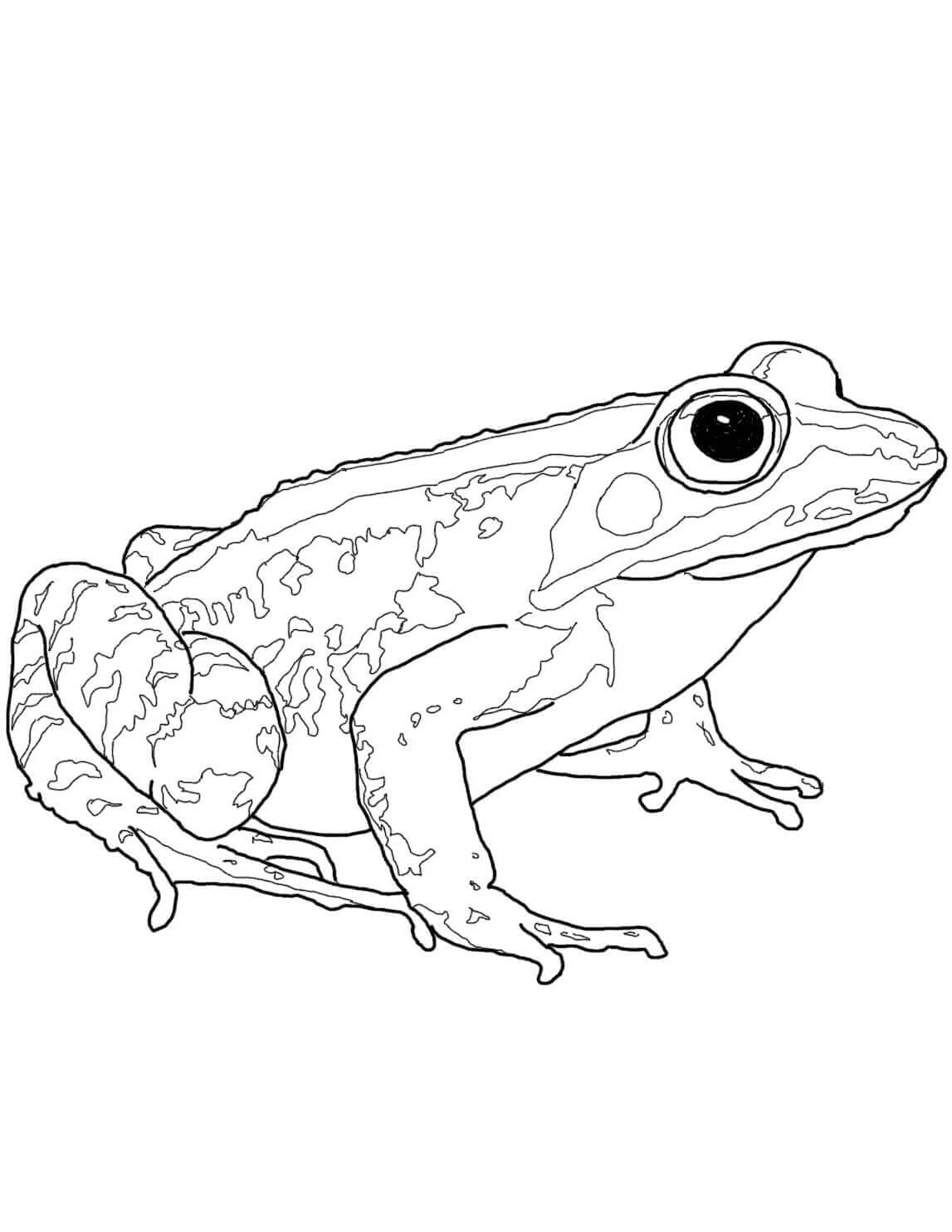 Raskrasil.com-Frog-Coloring-Pages-77