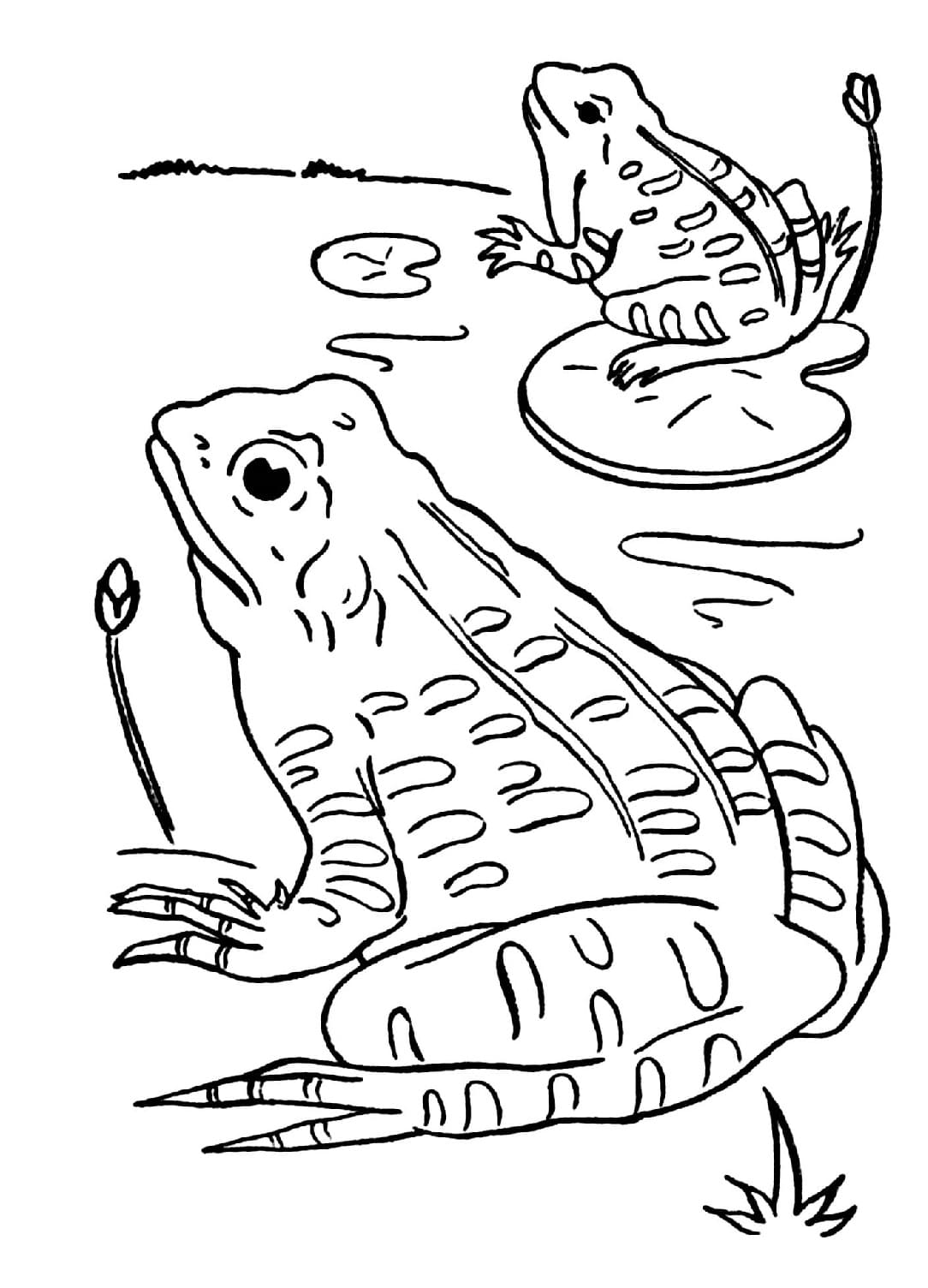 Raskrasil.com-Frog-Coloring-Pages-8