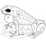 Raskrasil.com-Frog-Coloring-Pages-80