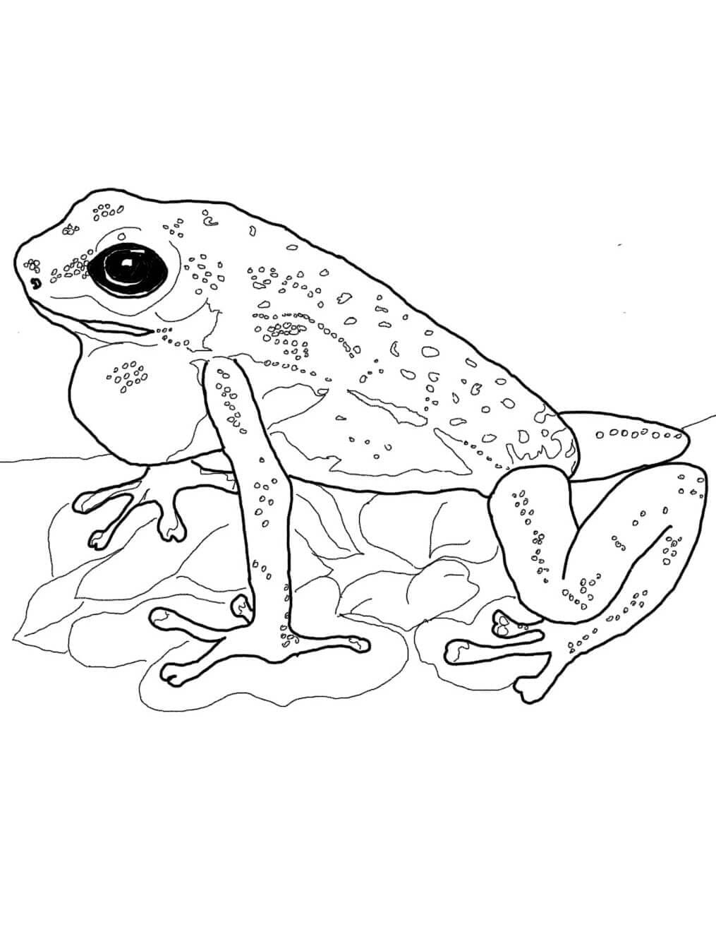 Raskrasil.com-Frog-Coloring-Pages-80