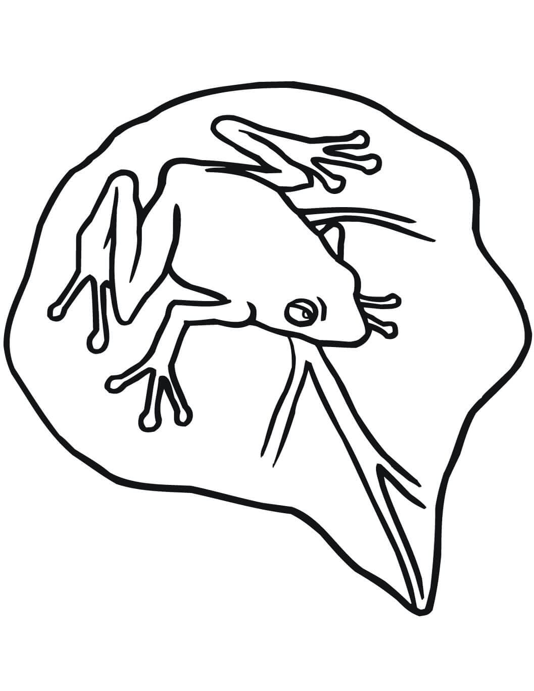 Raskrasil.com-Frog-Coloring-Pages-89