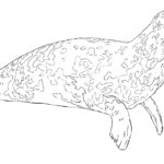 Raskrasil.com-Seal-Coloring-Pages-11