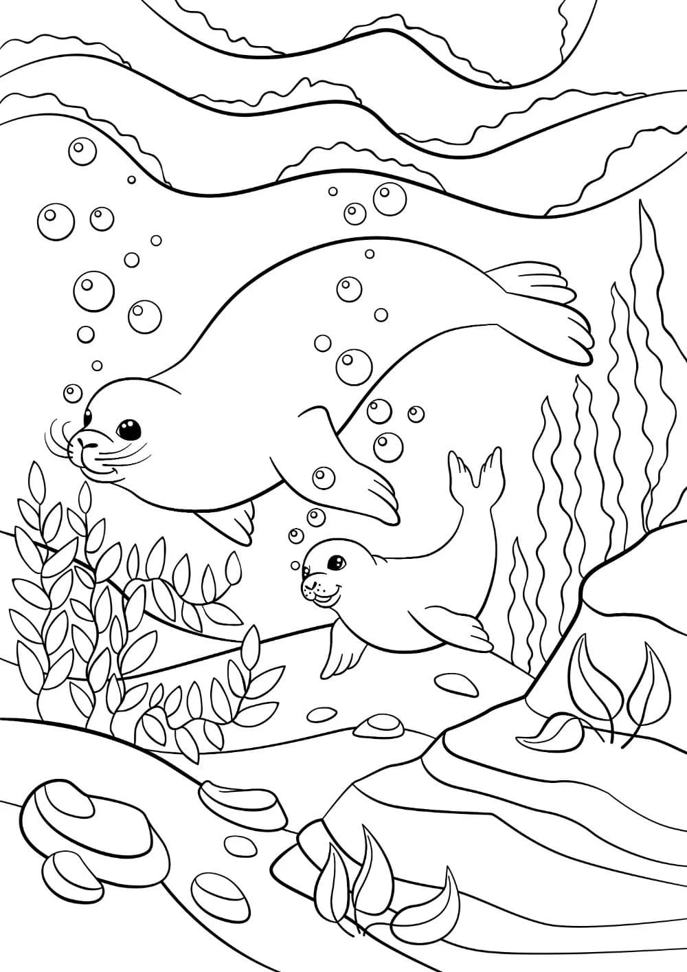Raskrasil.com-Seal-Coloring-Pages-2
