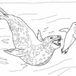 Raskrasil.com-Seal-Coloring-Pages-24