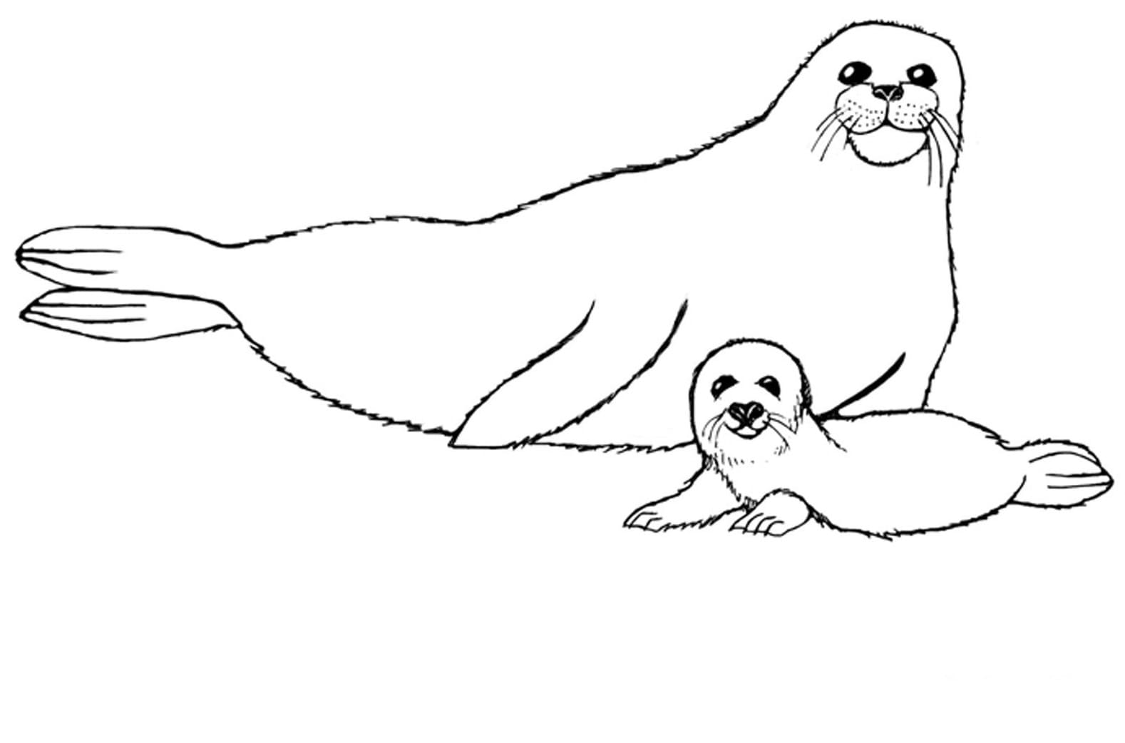 Raskrasil.com-Seal-Coloring-Pages-31