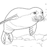 Raskrasil.com-Seal-Coloring-Pages-39