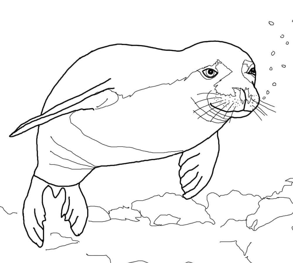 Raskrasil.com-Seal-Coloring-Pages-39