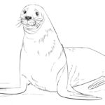 Raskrasil.com-Seal-Coloring-Pages-41