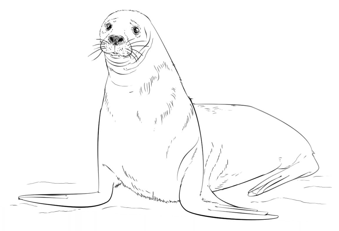 Raskrasil.com-Seal-Coloring-Pages-41