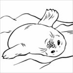 Raskrasil.com-Seal-Coloring-Pages-54