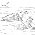 Raskrasil.com-Seal-Coloring-Pages-58