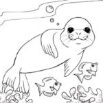 Raskrasil.com-Seal-Coloring-Pages-63