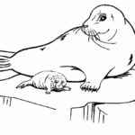 Raskrasil.com-Seal-Coloring-Pages-64