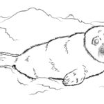 Raskrasil.com-Seal-Coloring-Pages-69