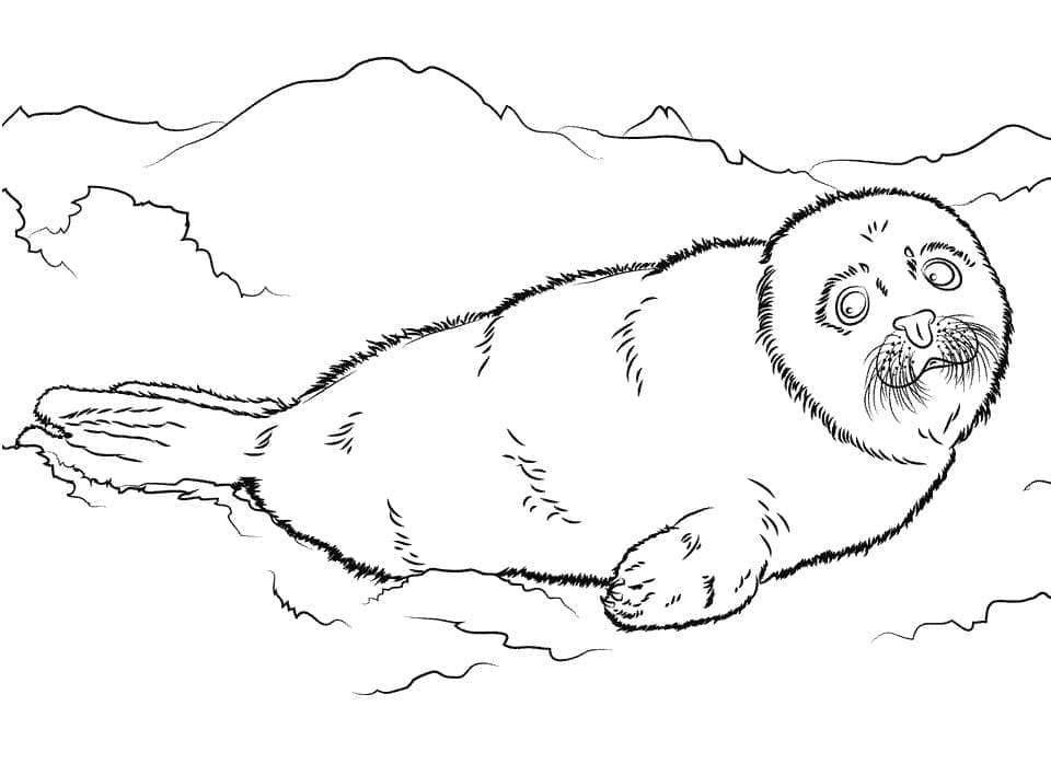 Raskrasil.com-Seal-Coloring-Pages-69
