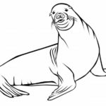 Raskrasil.com-Seal-Coloring-Pages-70