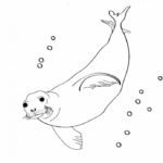 Raskrasil.com-Seal-Coloring-Pages-73