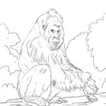 Raskrasil.com-Coloring-Pages-Gorilla-11