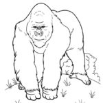 Raskrasil.com-Coloring-Pages-Gorilla-16