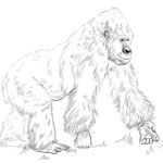 Raskrasil.com-Coloring-Pages-Gorilla-17