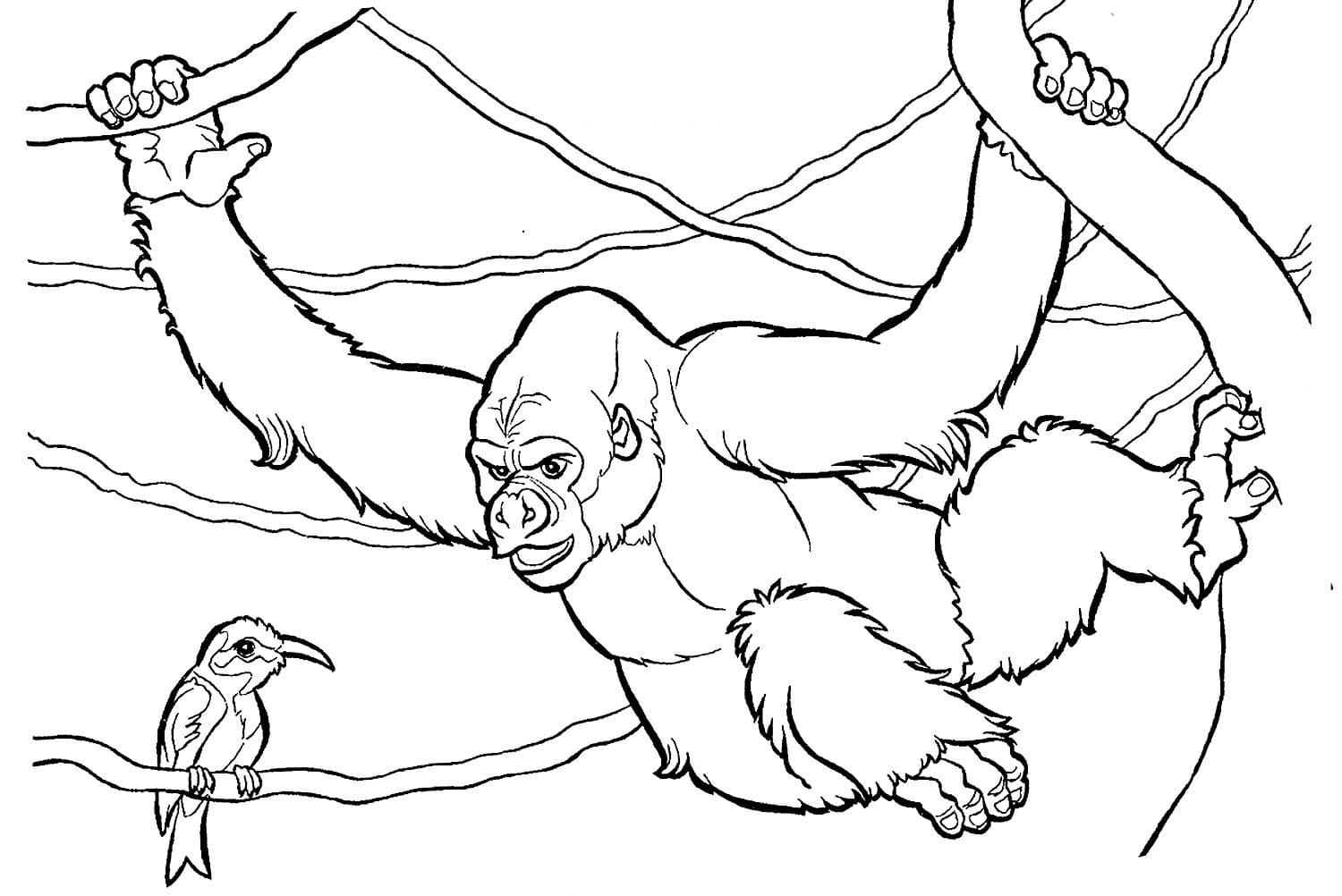 Raskrasil.com-Coloring-Pages-Gorilla-18