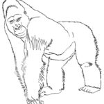 Raskrasil.com-Coloring-Pages-Gorilla-23