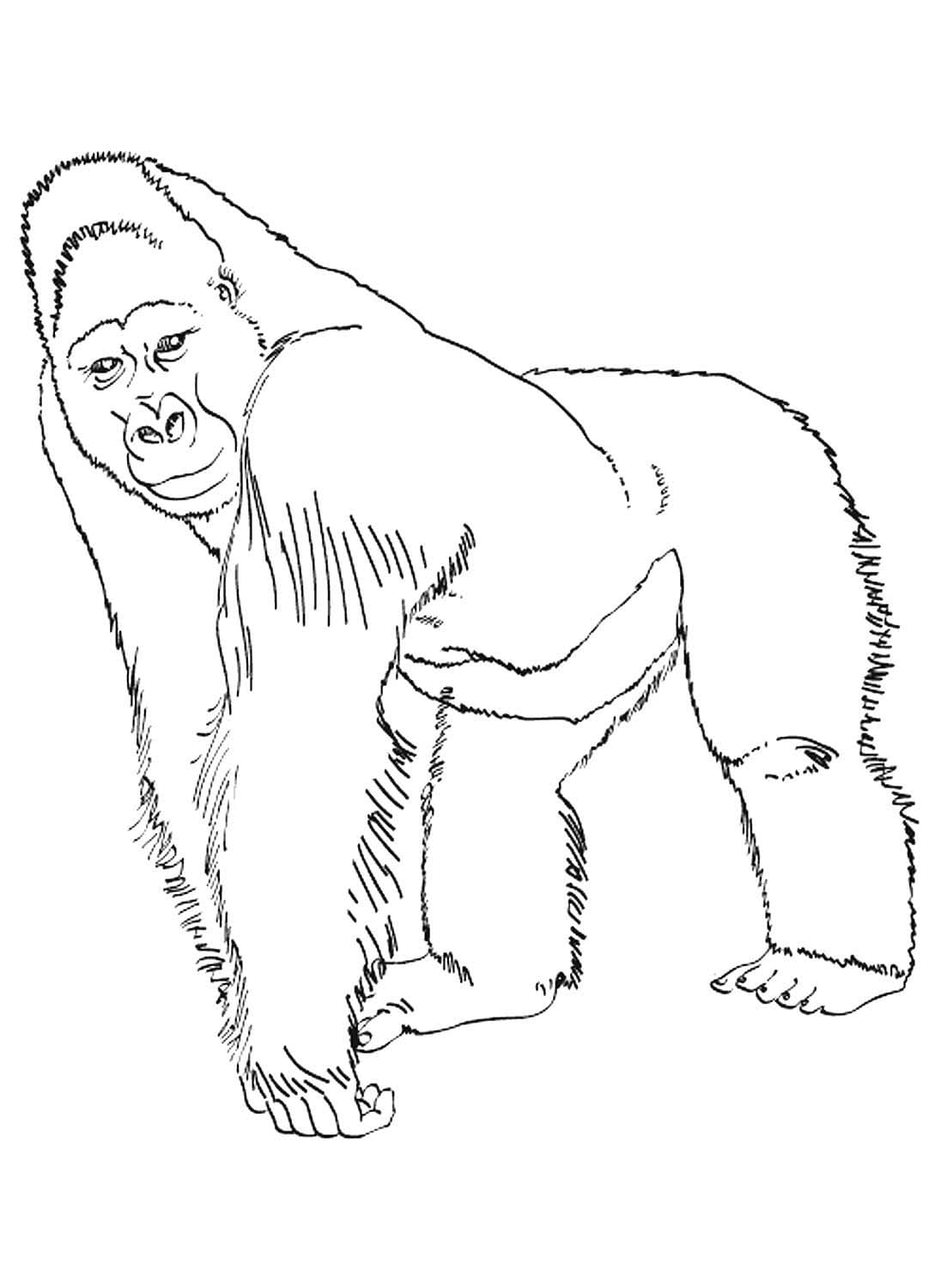 Raskrasil.com-Coloring-Pages-Gorilla-23