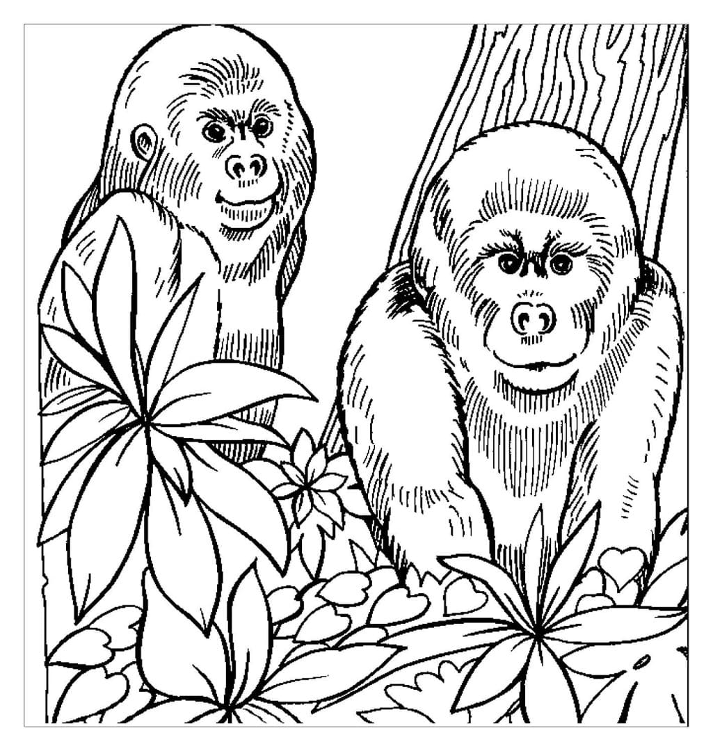Raskrasil.com-Coloring-Pages-Gorilla-24