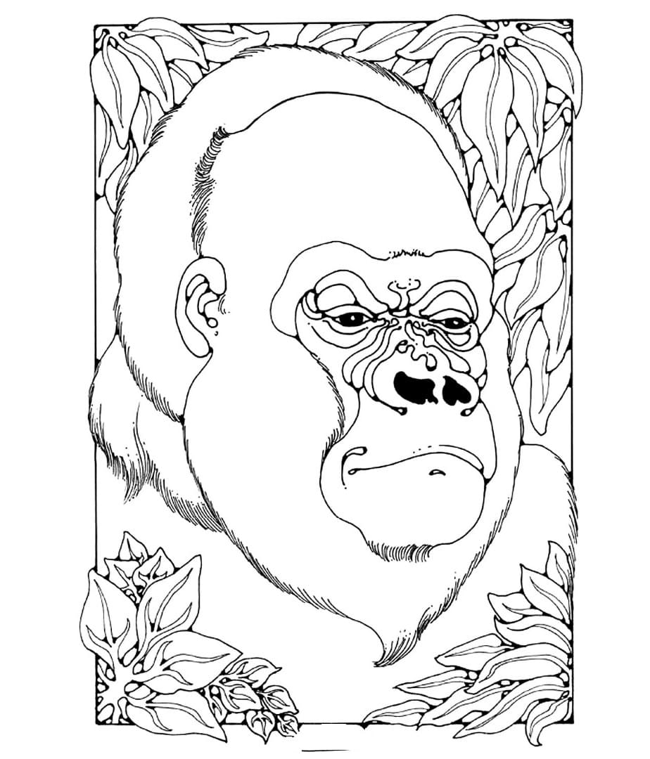 Raskrasil.com-Coloring-Pages-Gorilla-28