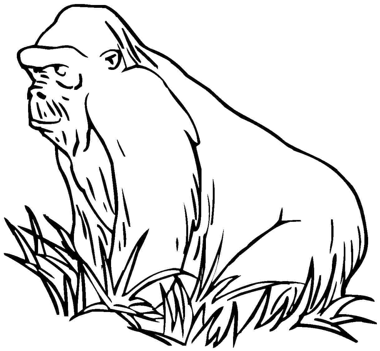 Raskrasil.com-Coloring-Pages-Gorilla-32